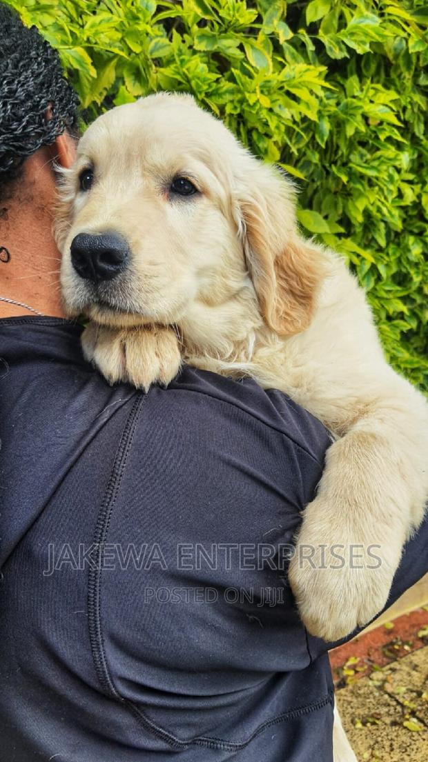 1-3 months Male Purebred Golden Retriever