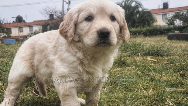 1-3 months Male Purebred Golden Retriever