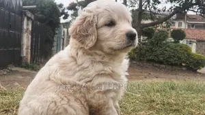 1-3 months Female Purebred Golden Retriever