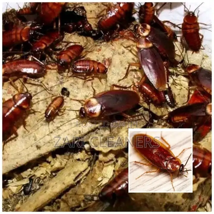 Giant Cockroaches Extermination