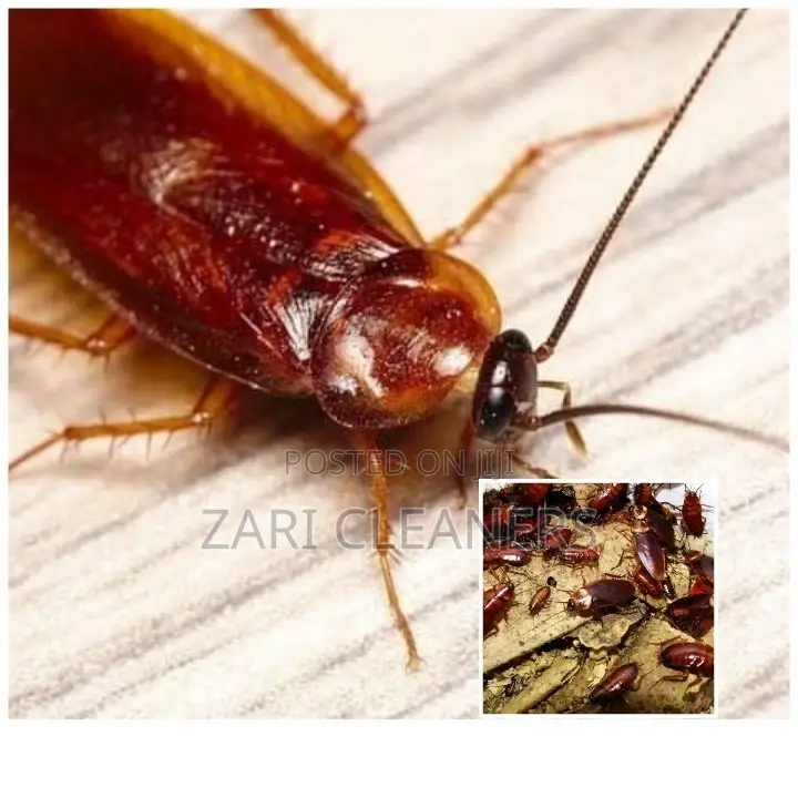Zari Cockroaches Extermination In