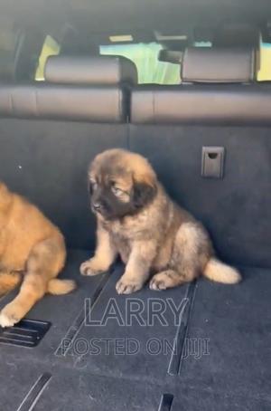 1-3 months Female Purebred Caucasian Shepherd - thumbnail 2