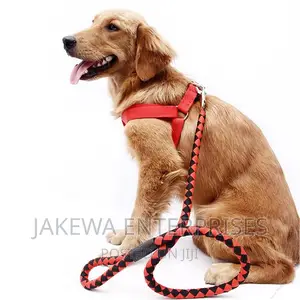 1+ year Male Purebred Golden Retriever