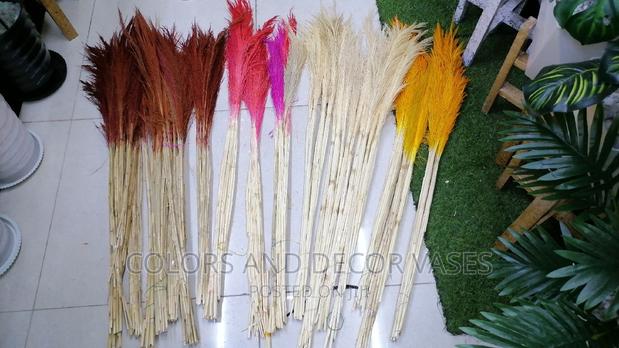 Pampas Colourful Grass