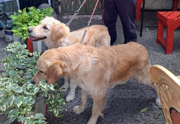 1-3 months Male Purebred Golden Retriever