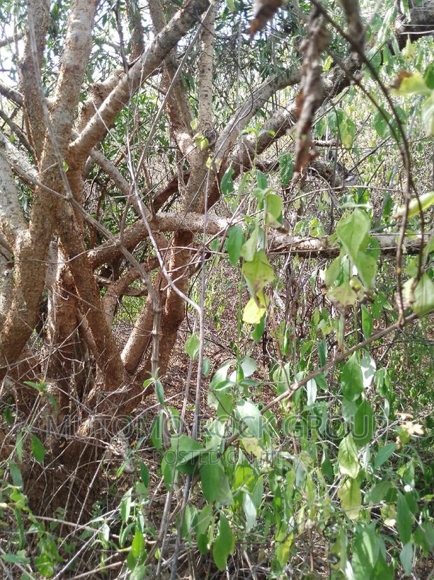 10,000 Acres for Sale - thumbnail 3