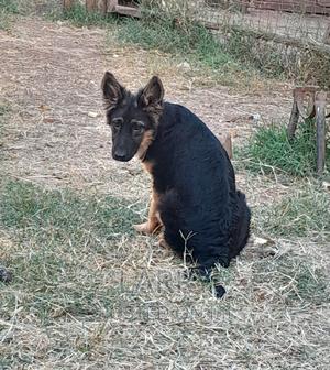 1-3 months Female Purebred German Shepherd - thumbnail 2