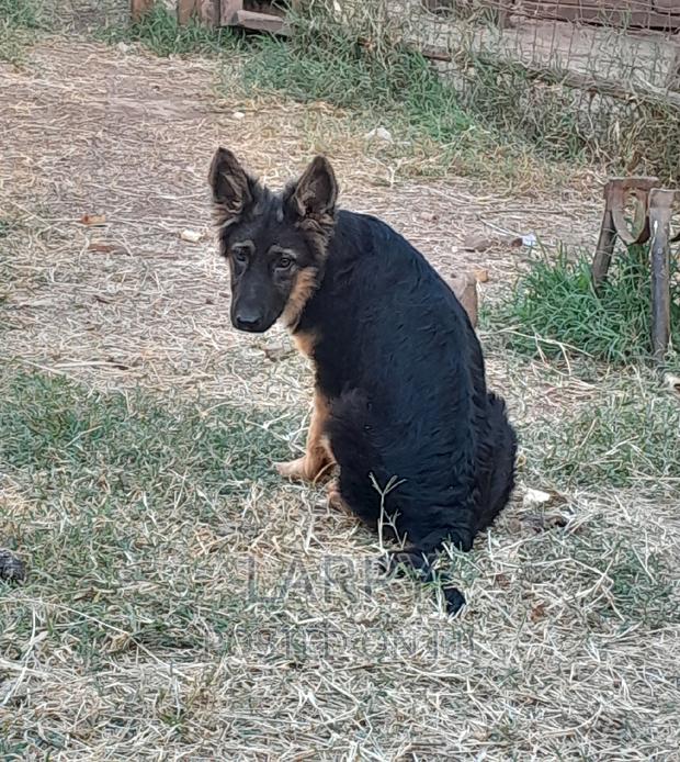 1-3 months Female Purebred German Shepherd - main view