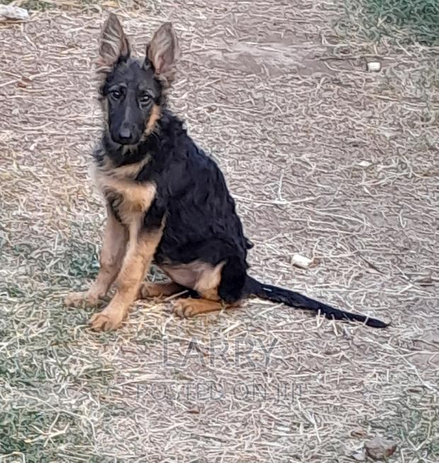 1-3 months Female Purebred German Shepherd - main view