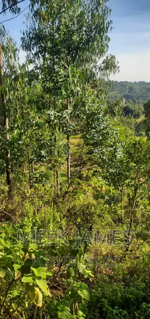 Quick Sale 2 Acres of Land