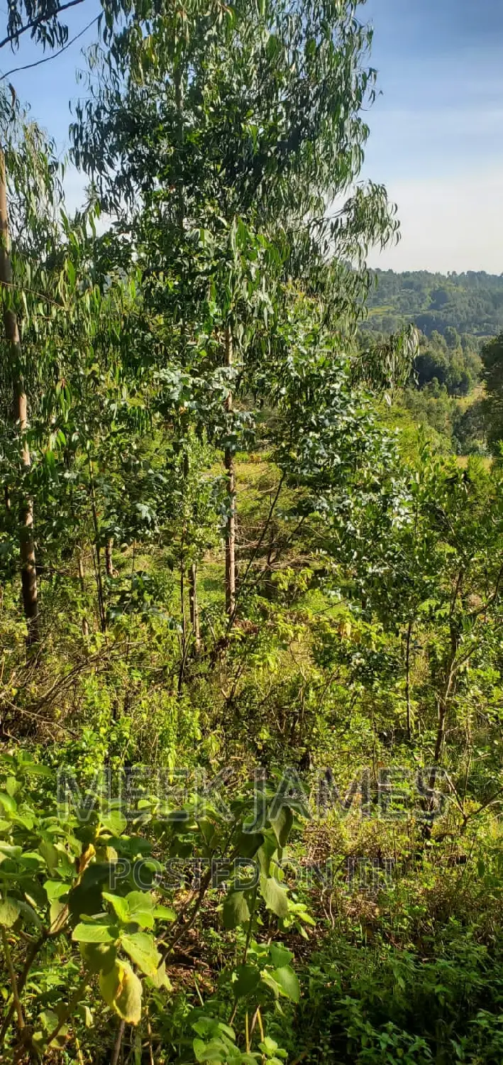 Quick Sale 2 Acres of Land