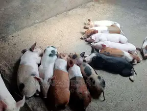 Piglets 3.5 Months