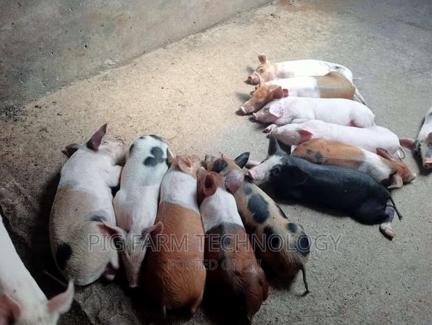 Piglets 3.5 Months