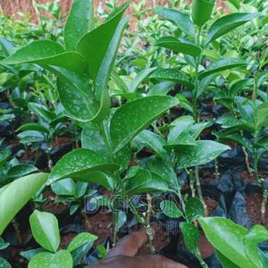 Grafted Pixie Seedlings. - thumbnail 2