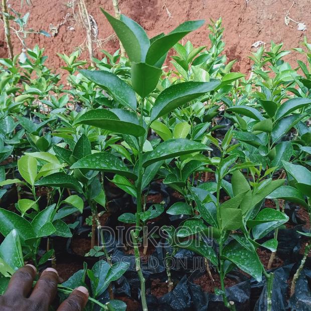 Grafted Pixie Seedlings. - thumbnail 3