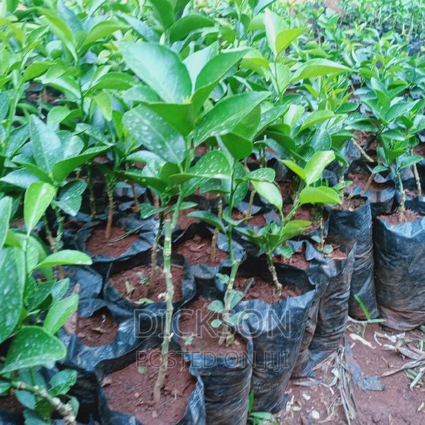 Grafted Pixie Seedlings. - thumbnail 4