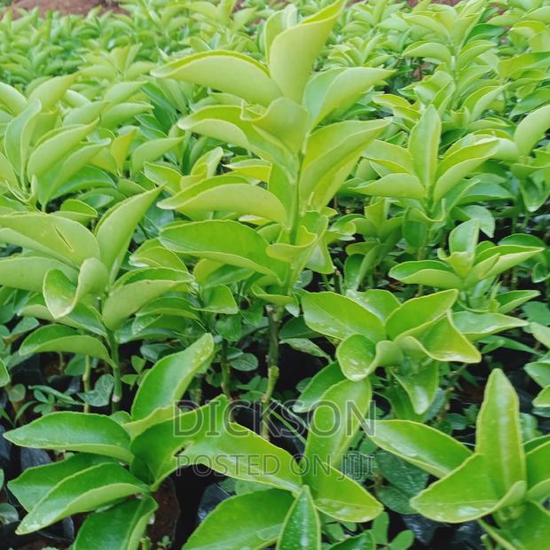 Grafted Pixie Seedlings. - thumbnail 5