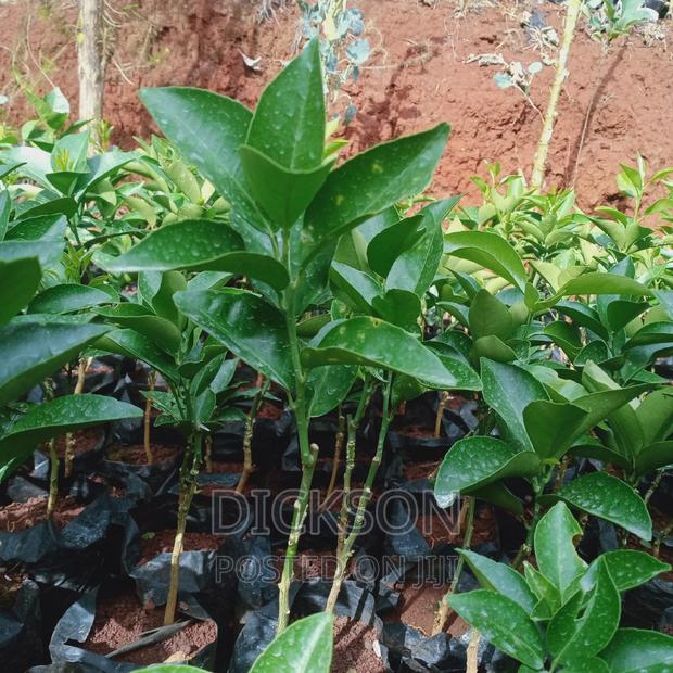 Grafted Pixie Seedlings. - thumbnail 6