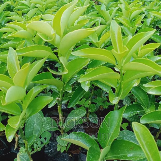 Grafted Pixie Seedlings. - thumbnail 7