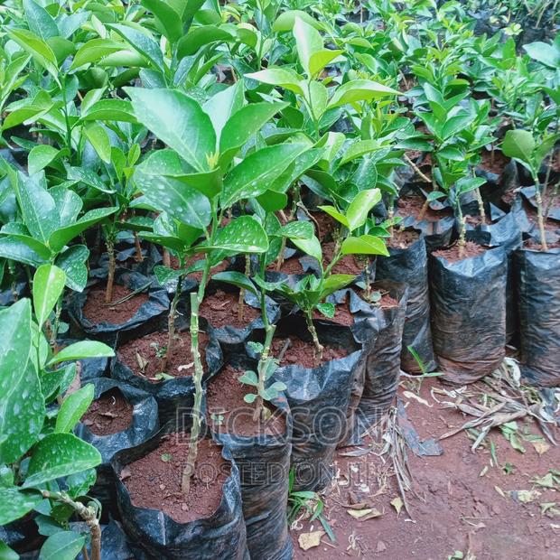 Grafted Pixie Seedlings. - thumbnail 8