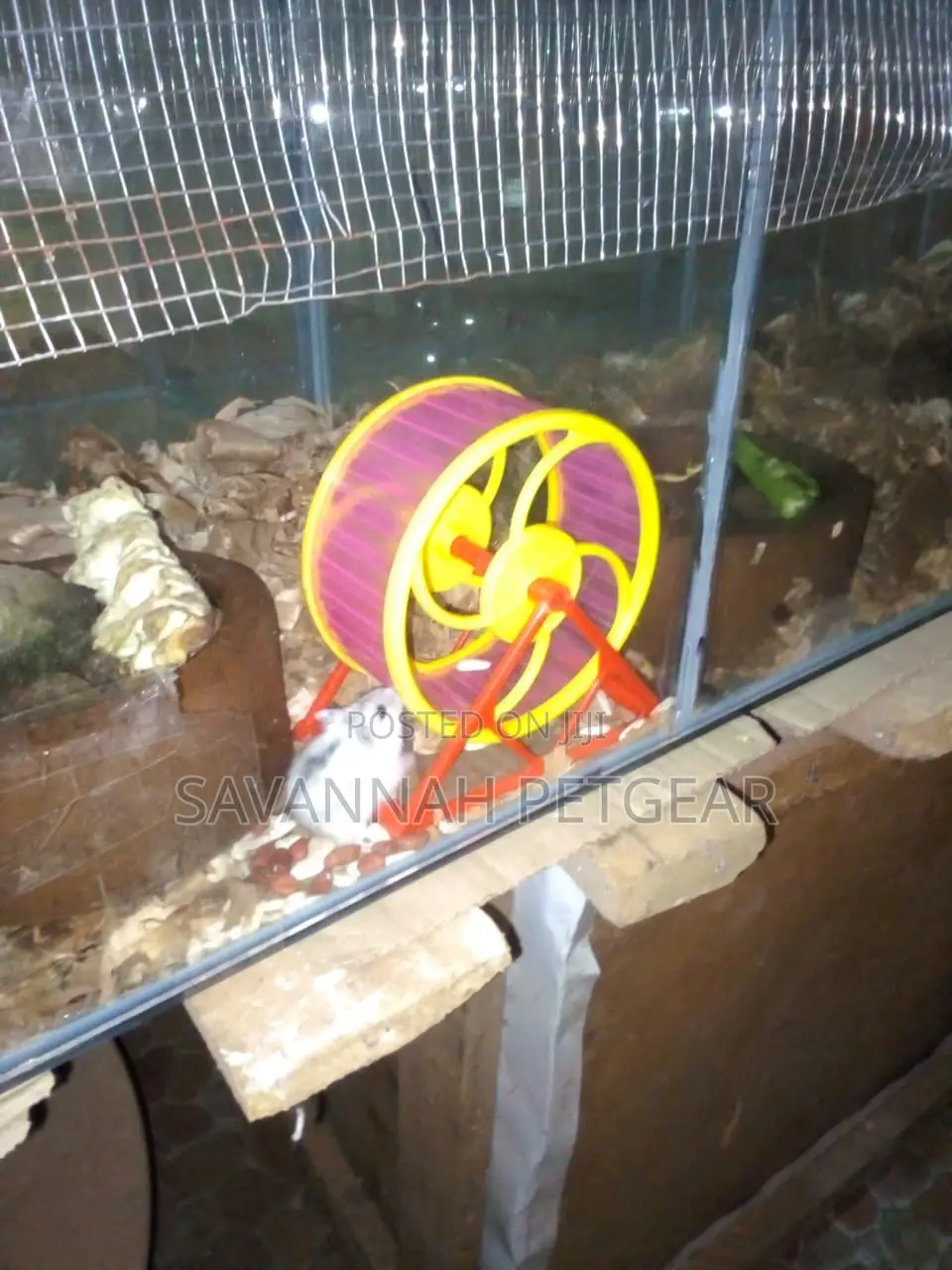 Female Winter White Dwarf Hamster, Russian Dwarf Hamster