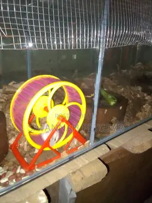 Female Winter White Dwarf Hamster, Russian Dwarf Hamster