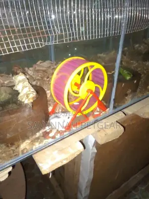 Female Winter White Dwarf Hamster, Russian Dwarf Hamster
