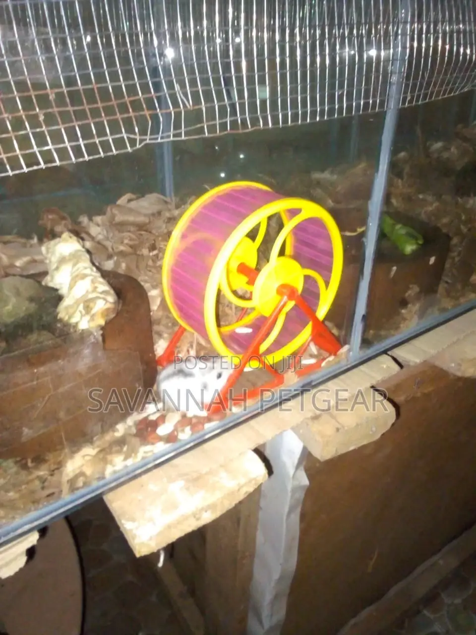 Female Winter White Dwarf Hamster, Russian Dwarf Hamster