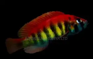 Pundamilia Nyereri, Victorian Cichlids