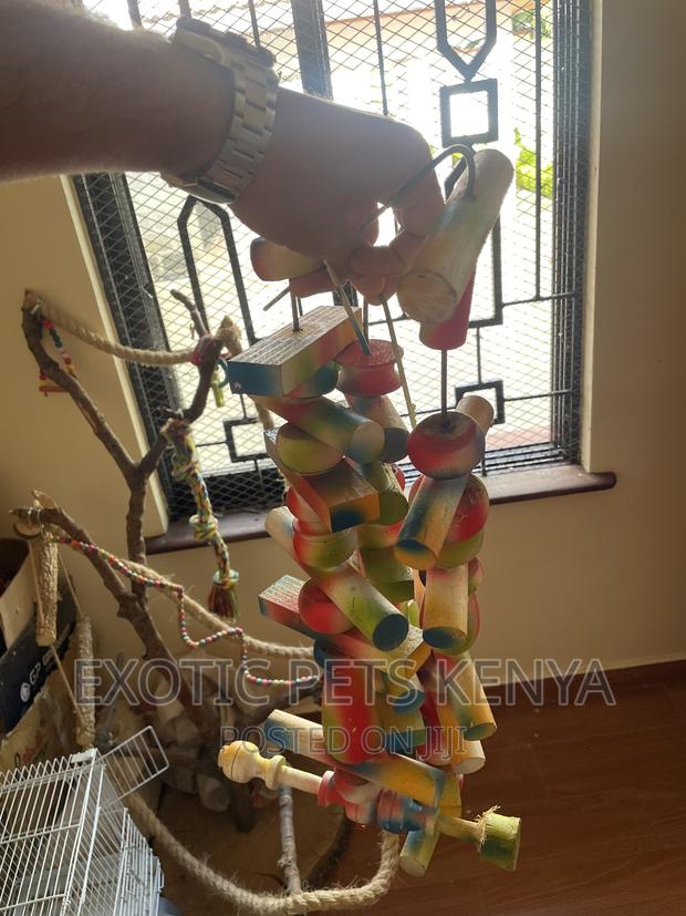 Parrot Toys - thumbnail 3