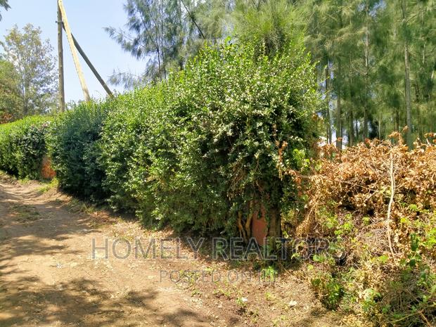 Eighth Acre Plot In Kiserian, Kaurai. Large With Trees - thumbnail 4