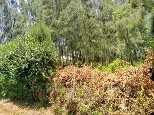 Eighth Acre Plot In Kiserian, Kaurai. Large With Trees