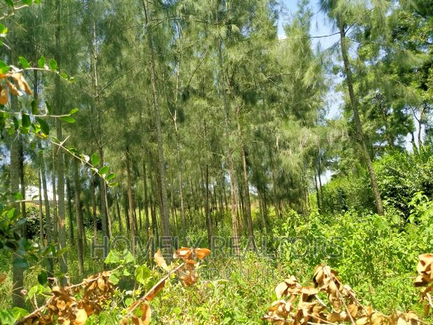 Eighth Acre Plot In Kiserian, Kaurai. Large With Trees - main view