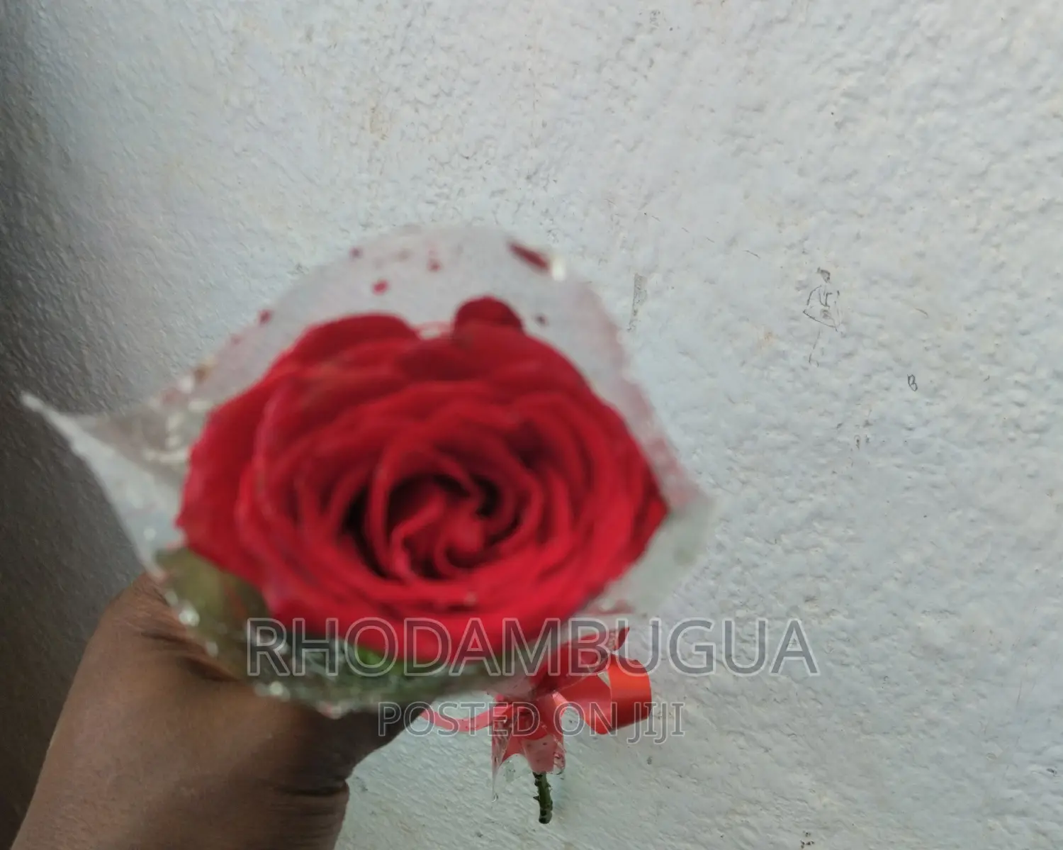 Single Rose