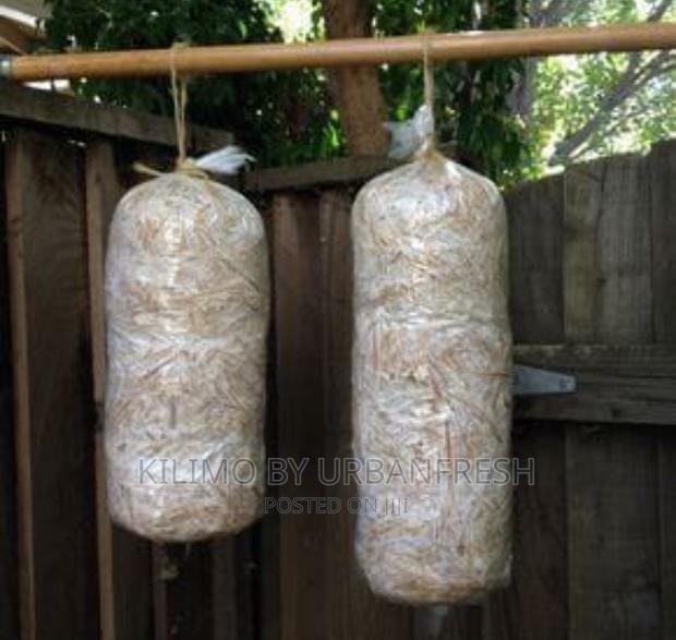 Mushroom Spawn: Shittake/Ganoderma/Button/Oyster. - main view