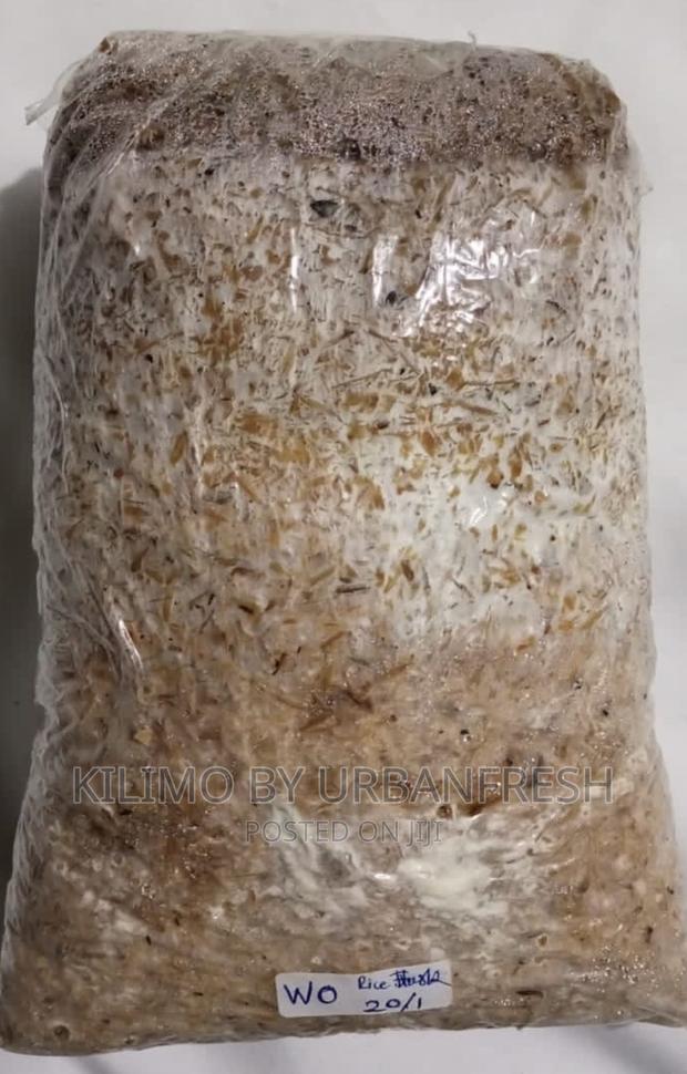 Mushroom Spawn: Shittake/Ganoderma/Button/Oyster. - thumbnail 3