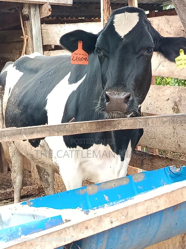 Friesian Heifer for Sale - main view