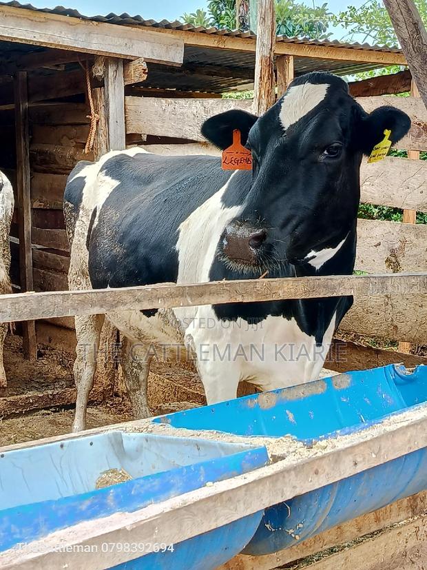 Friesian Heifer for Sale - thumbnail 3