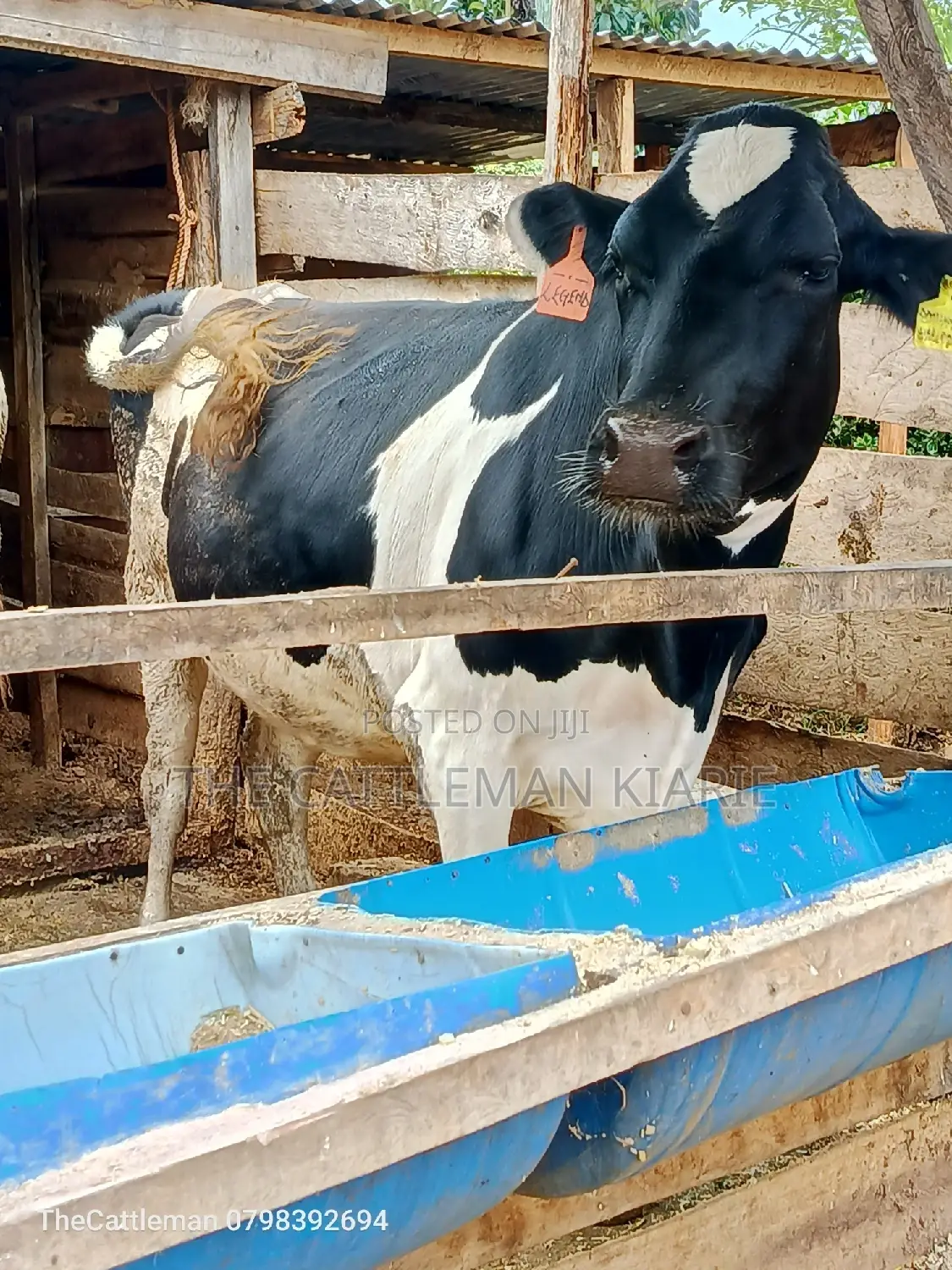 Friesian Heifer for Sale