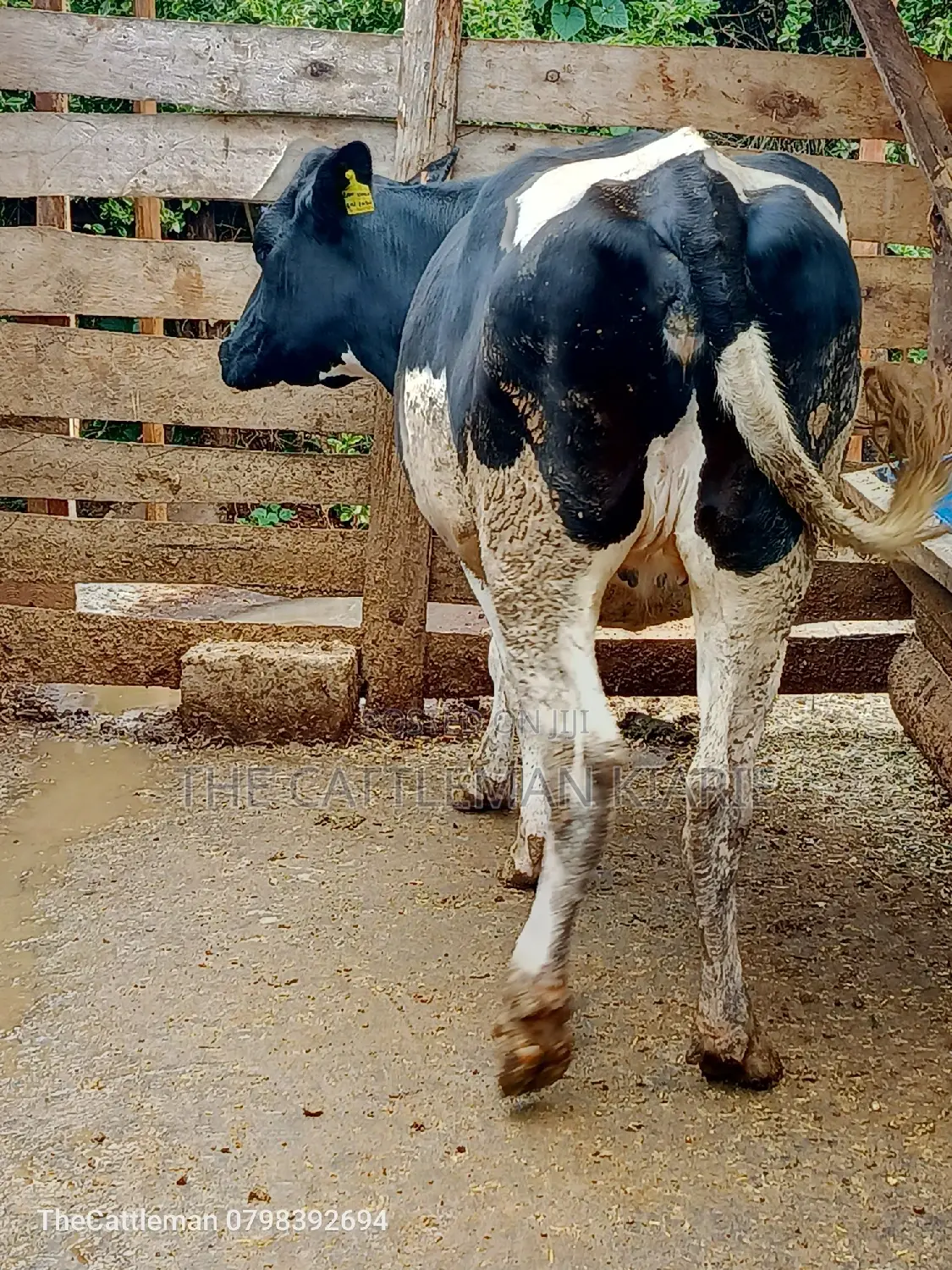Friesian Heifer for Sale