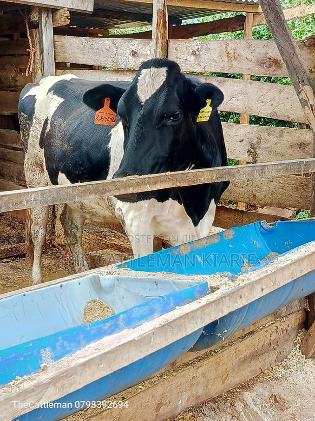 Friesian Heifer for Sale - thumbnail 6