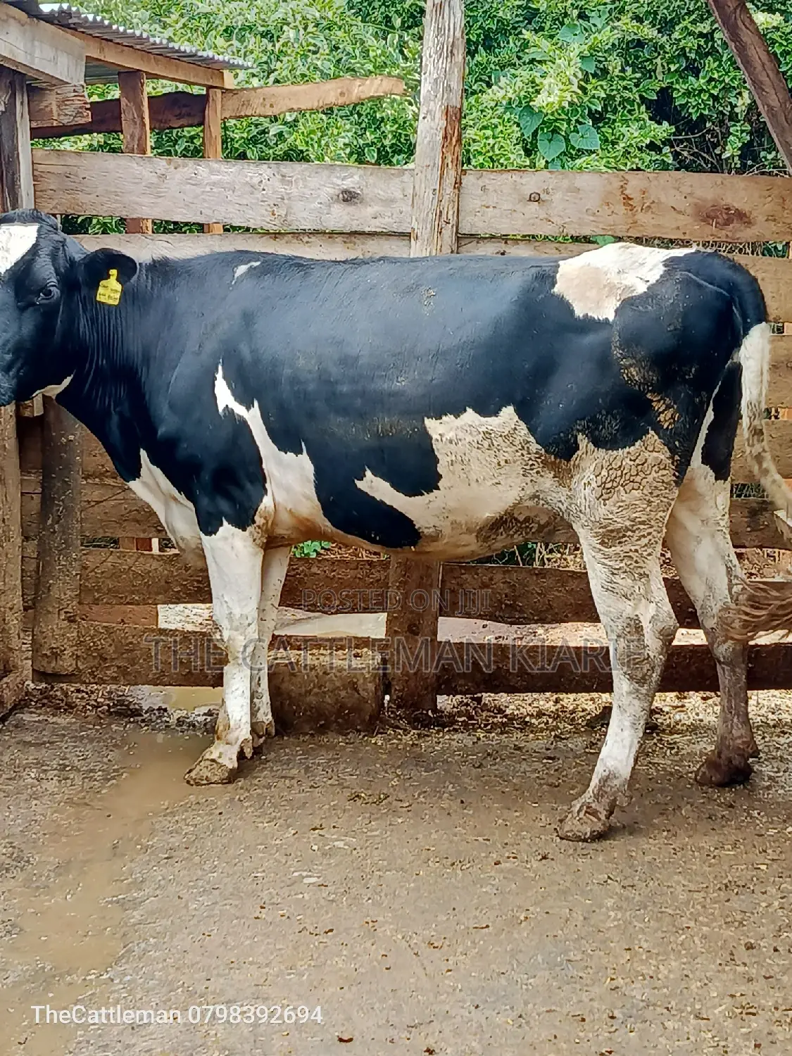 Friesian Heifer for Sale