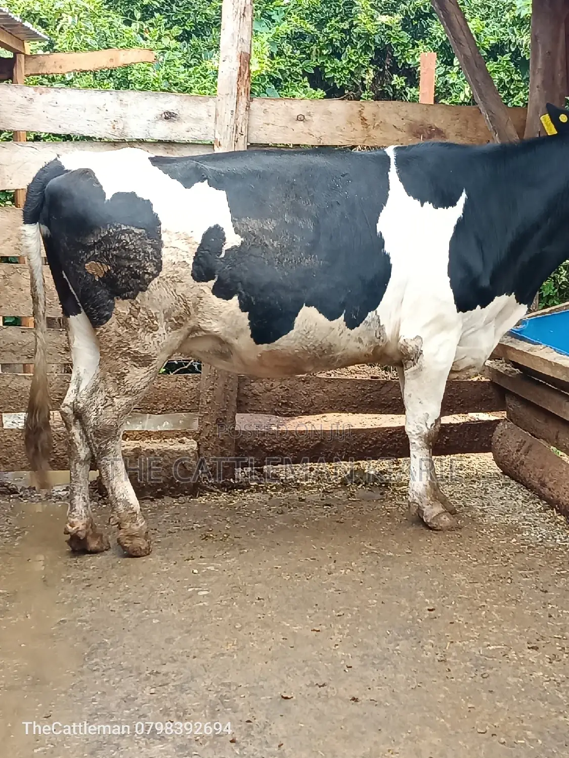 Friesian Heifer for Sale