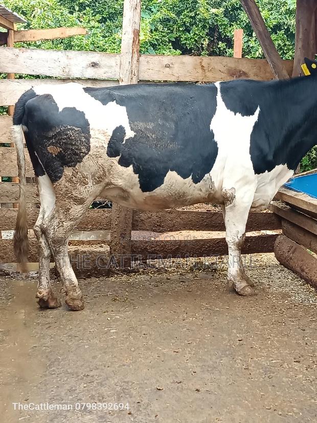 Friesian Heifer for Sale - thumbnail 8