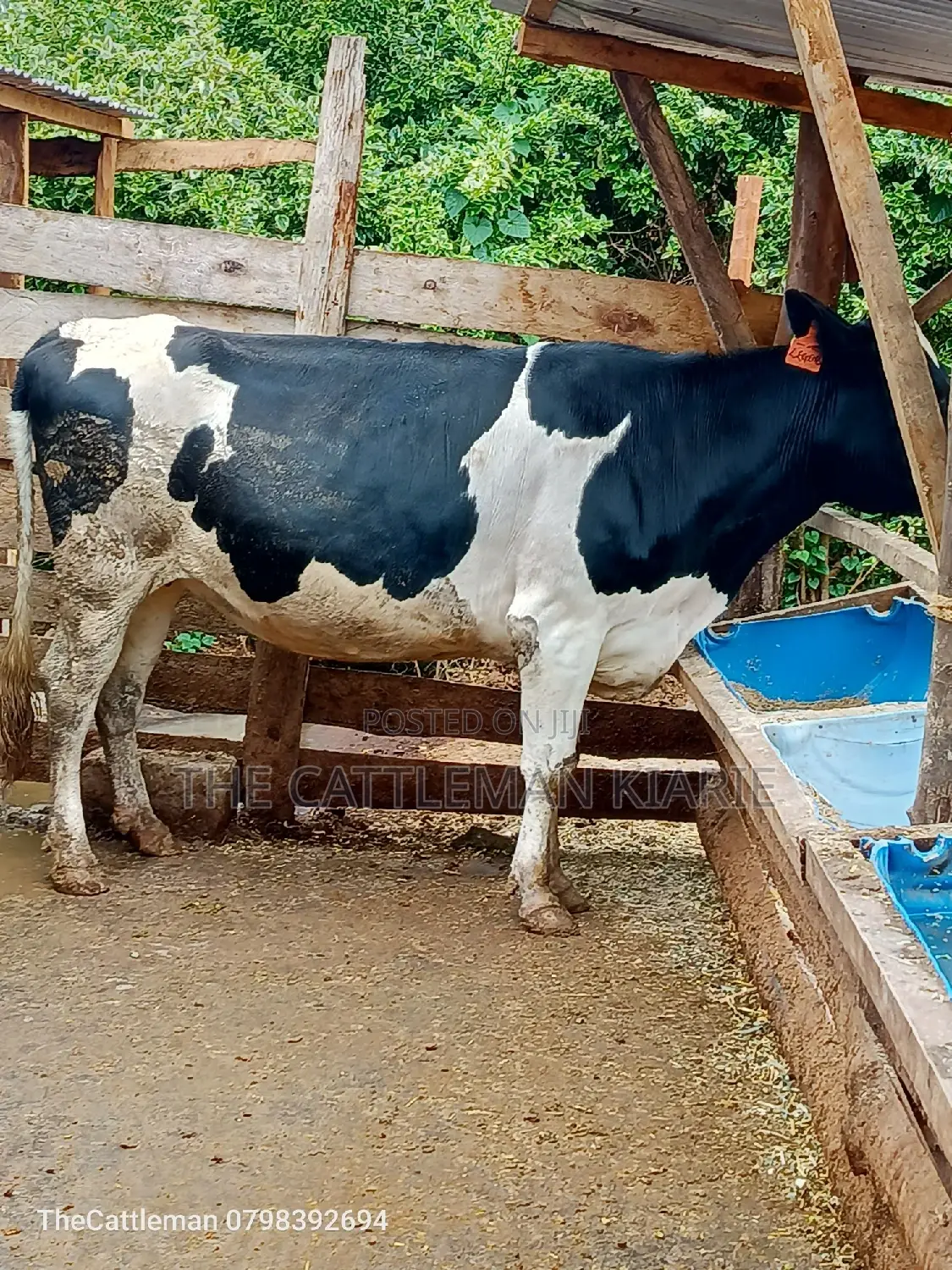 Friesian Heifer for Sale