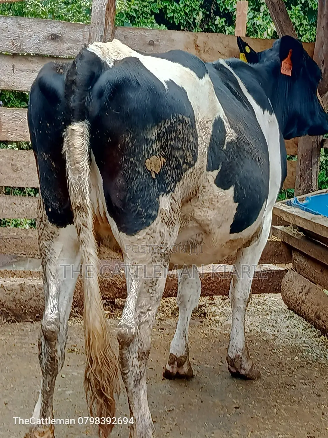 Friesian Heifer for Sale