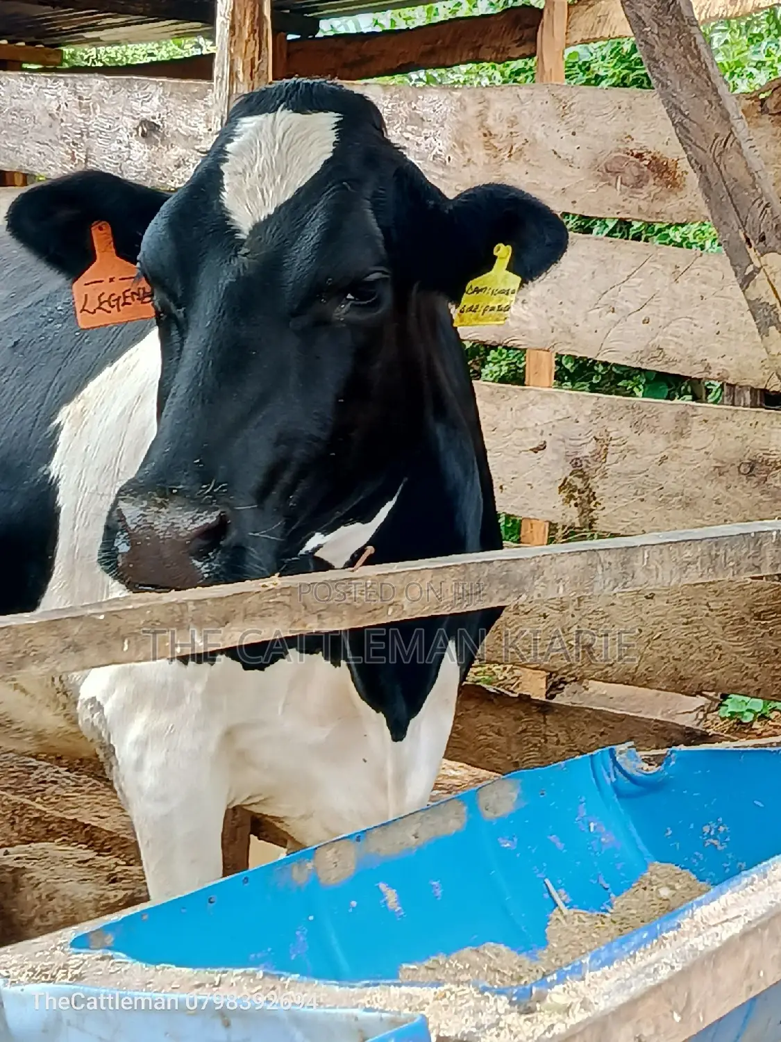 Friesian Heifer for Sale