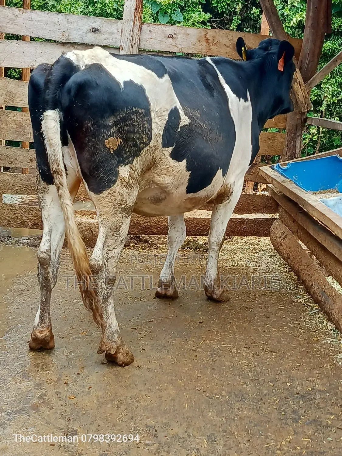 Friesian Heifer for Sale