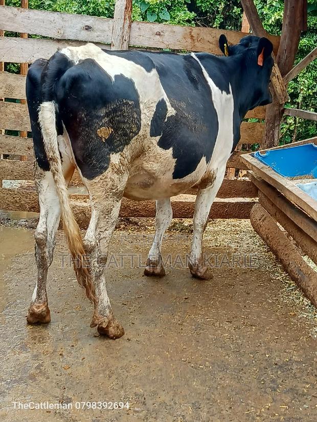 Friesian Heifer for Sale - thumbnail 12