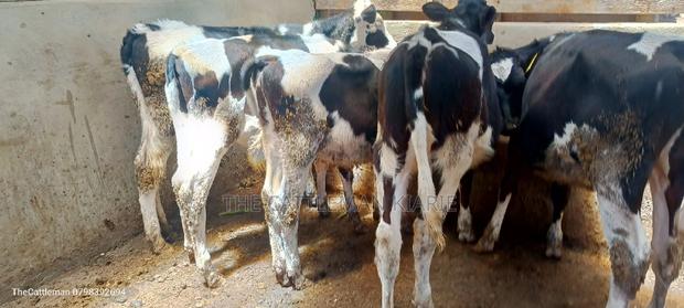 Bullying Heifers( Calfs) - main view